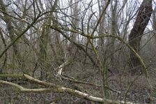 NP Donauauen, core zone