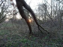 Leithaauen Hollern, with permission of © Gudula Haug