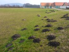 Niederweiden, molehills