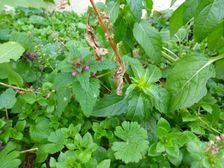 Niederweiden, lush winter vegetation with Lamium purpureum, Mercurialis annua etc.