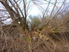 Niederweiden, Salix fragilis