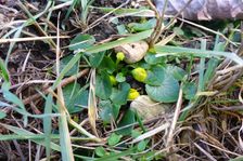 Markthof, Ficaria calthifolia