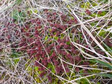 Markthof, Sedum sexangulare