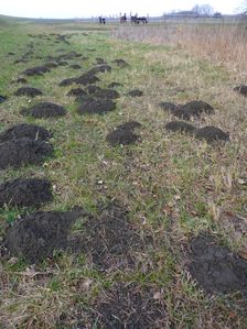 Marchauen Markthof, molehills (Talpa europaea)