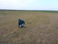 Marchauen Markthof, botanizing