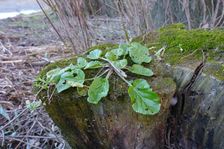 Marchauen Markthof, Barbarea stricta