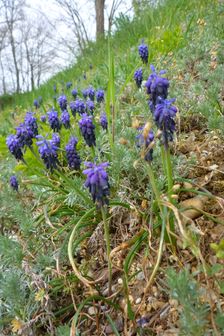 Neusiedl, Muscari neglectum