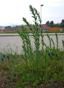 Neusiedl, Linaria genistifolia