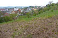 Neusiedl, biotope management (cutting of bushes)