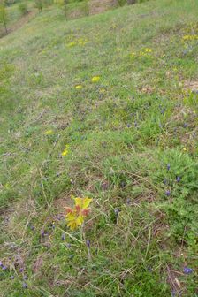 Neusiedl, Ailanthus altissima & Muscari neglectum