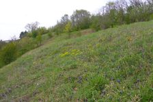 Neusiedl, Muscari neglectum