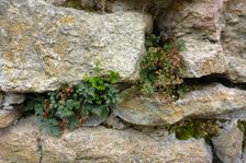 Neusiedl, Asplenium ruta-muraria