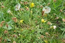 Neusiedl, Taraxacum laevigatum & Carex praecox