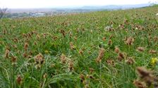 Neusiedl, Carex praecox