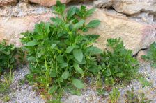 Neusiedl, Asperugo procumbens