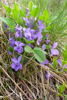 Neusiedl, Kalvarienberg, Viola hirta
