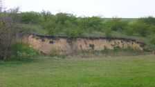 Neusiedl, bird nesting site