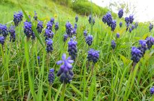Neusiedl, Kalvarienberg, Muscari neglectum