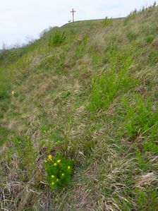 Neusiedl, Kalvarienberg, Adonis vernalis