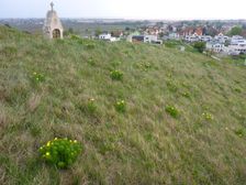 Neusiedl, Kalvarienberg, Adonis vernalis