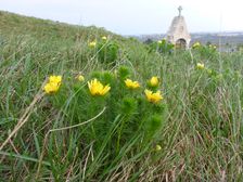 Neusiedl, Kalvarienberg, Adonis vernalis