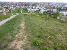 Neusiedl, Kalvarienberg, Adonis vernalis