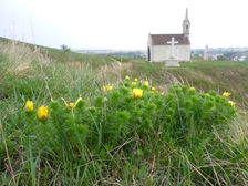 Neusiedl, Kalvarienberg, Adonis vernalis