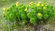 Neusiedl, Kalvarienberg, Adonis vernalis