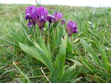 Neusiedl, Kalvarienberg, last blooming Iris pumila