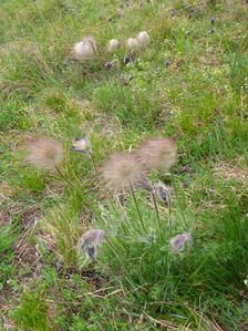 Neusiedl, Kalvarienberg, Pulsatilla pratensis nigricans