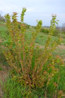 Neusiedl, Kalvarienberg, Acer sp.