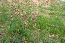 Neusiedl, Kalvarienberg, Hesperis tristis