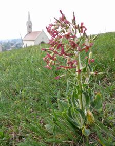 Neusiedl, Kalvarienberg, Hesperis tristis