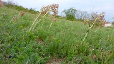Neusiedl, Kalvarienberg, Hesperis tristis (a very windy day)