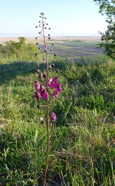 Hackelsberg Jois, Verbascum phoeniceum