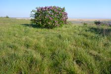 Kirchberg Winden, Syringa vulgaris