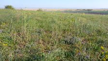 Kirchberg Winden, Veronica prostrata etc.