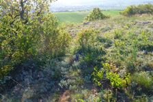 Hackelsberg Jois, Artemisia cf. austriaca etc.