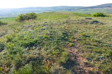 Hackelsberg Jois, Artemisia cf. austriaca etc.