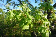 Hackelsberg Jois, Quercus pubescens