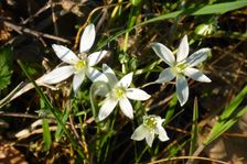 Hackelsberg Jois, Ornithogalum kochii