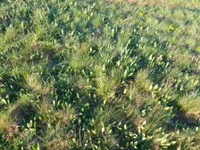 Hackelsberg Jois, Inula oculus-christi & Festuca cf. rupicola