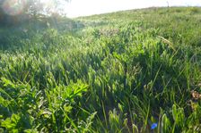 Hackelsberg Jois, Inula oculus-christi