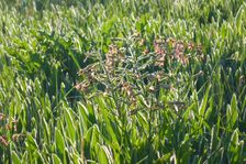 Hackelsberg Jois, Hesperis tristis & Inula oculus-christi