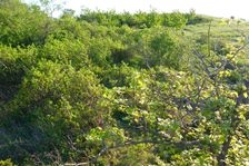 Hackelsberg Jois, scrub