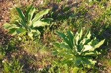 Hackelsberg Jois, Verbascum speciosum