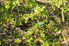 Hackelsberg Jois, Lacerta viridis