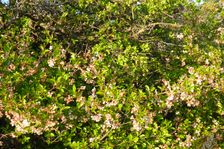 Hackelsberg Jois, Lacerta viridis in Crataegus cf. monogyna & Prunus fruticosa