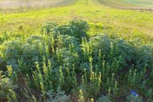 Hackelsberg Winden, Lepidium draba & Artemisia absinthium