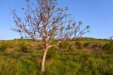 Hackelsberg Jois, Juglans regia